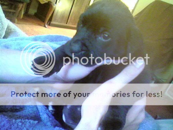 mastiff lab mix. me she#39;s lab/mastiff mix