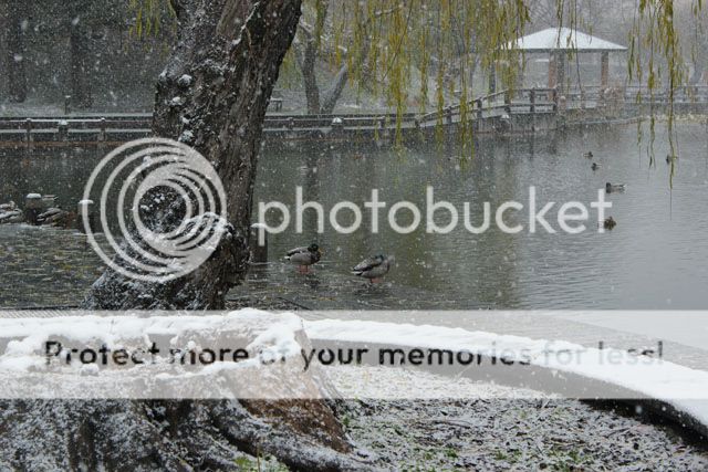 photo IMG_8303_zpsdf1c32d2.jpg