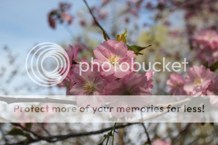 photo 16_zpswkksclsd.jpg