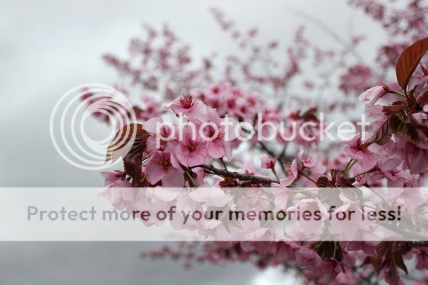photo 50_zpsotlfpy0x.jpg