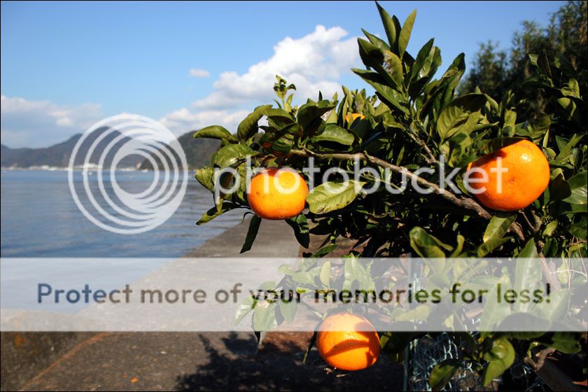 photo IMG_5869_zps2tevytfh.jpg