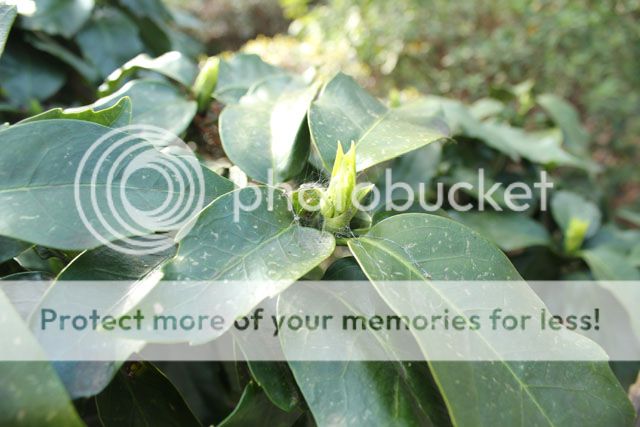  photo IMG_5604_zpsb1fb59b4.jpg