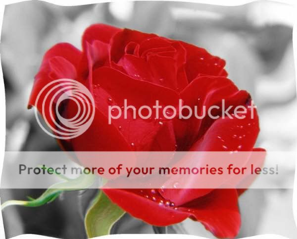 gul Pictures, Images and Photos