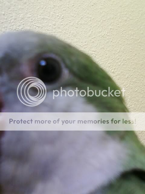 Pink Eye? - Quaker Parrot Diet & Health - Quaker Parrot Forum