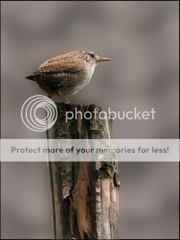 Fotografie