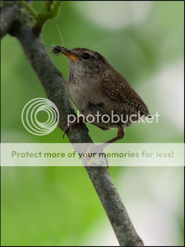 Fotografie