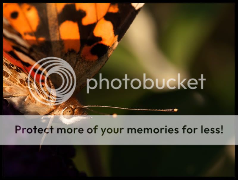 Fotografie