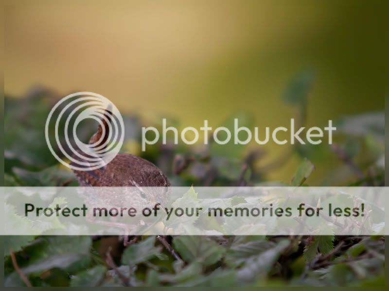 Fotografie