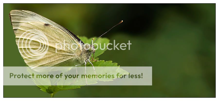 Fotografie