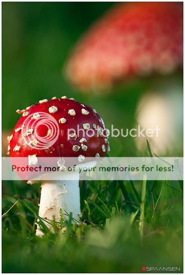 Fotografie