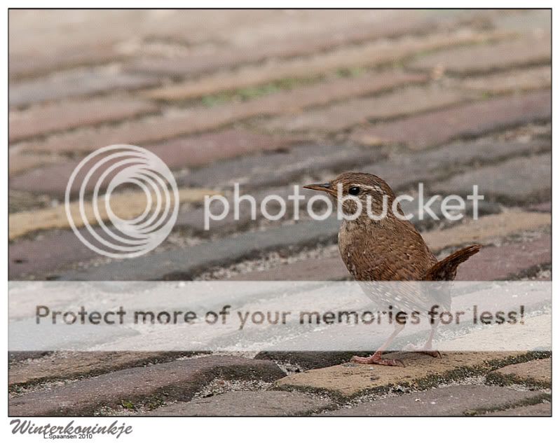 Fotografie