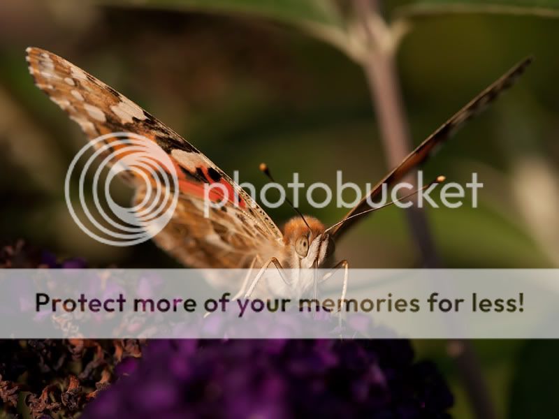 Fotografie