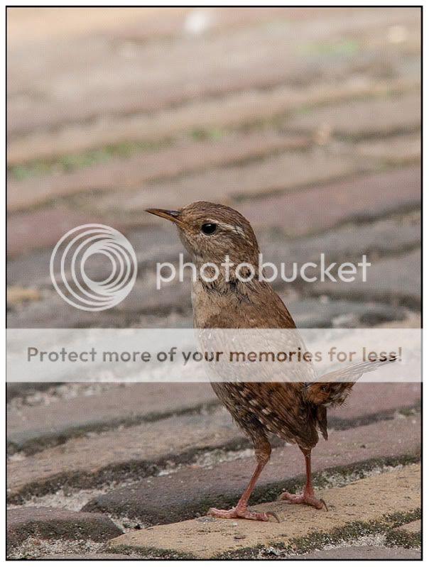 Fotografie