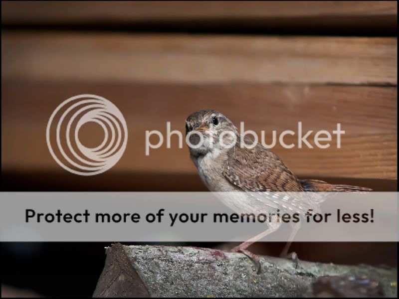 Fotografie
