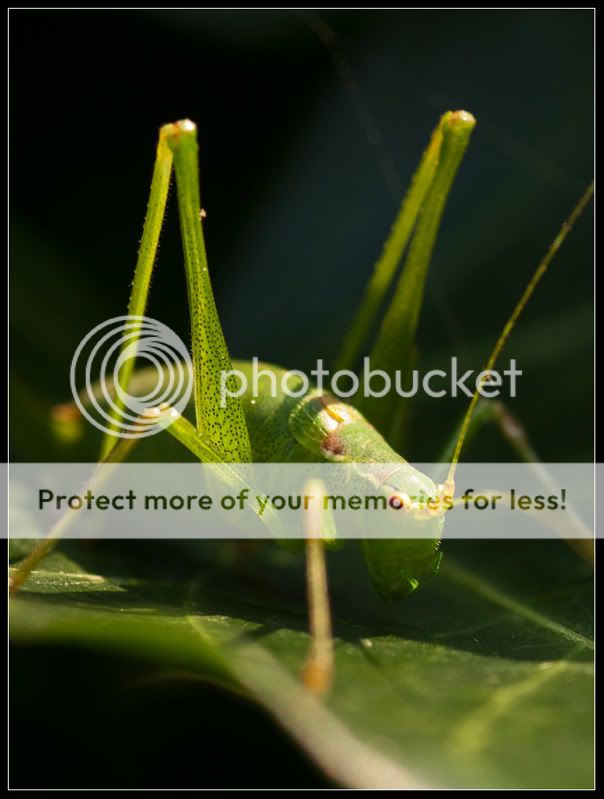 Fotografie