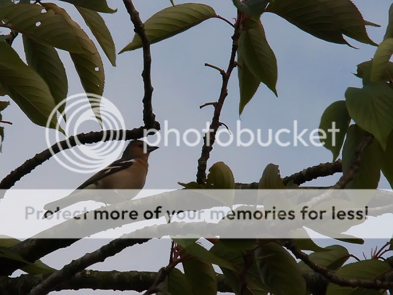 Fotografie