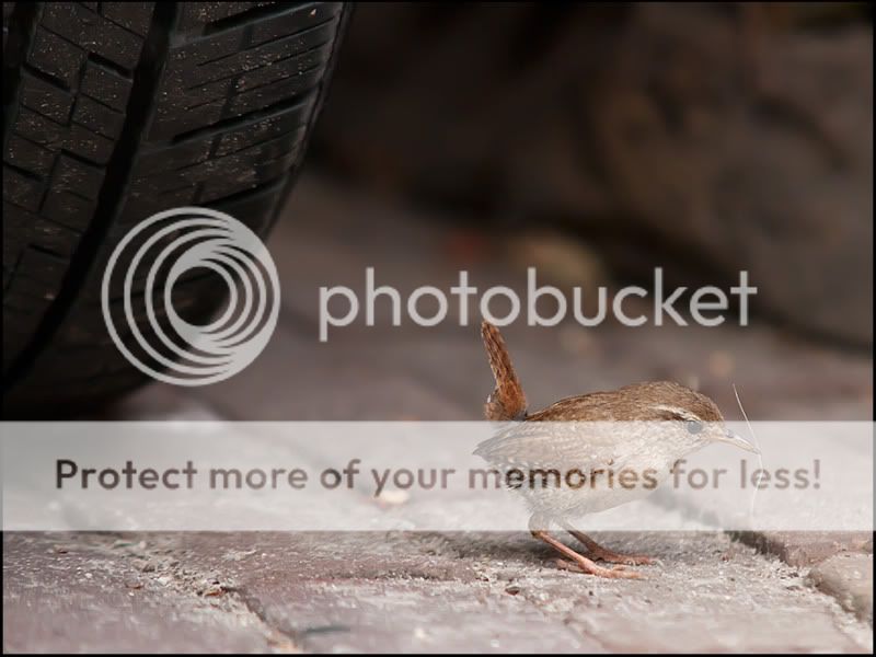 Fotografie