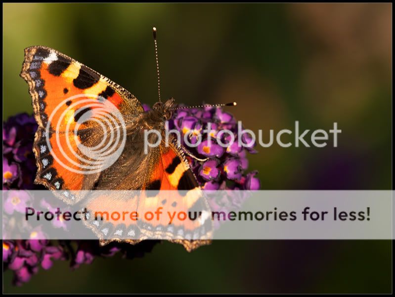 Fotografie