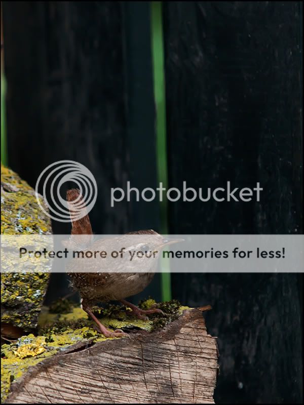 Fotografie
