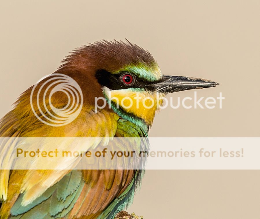 Fotografie
