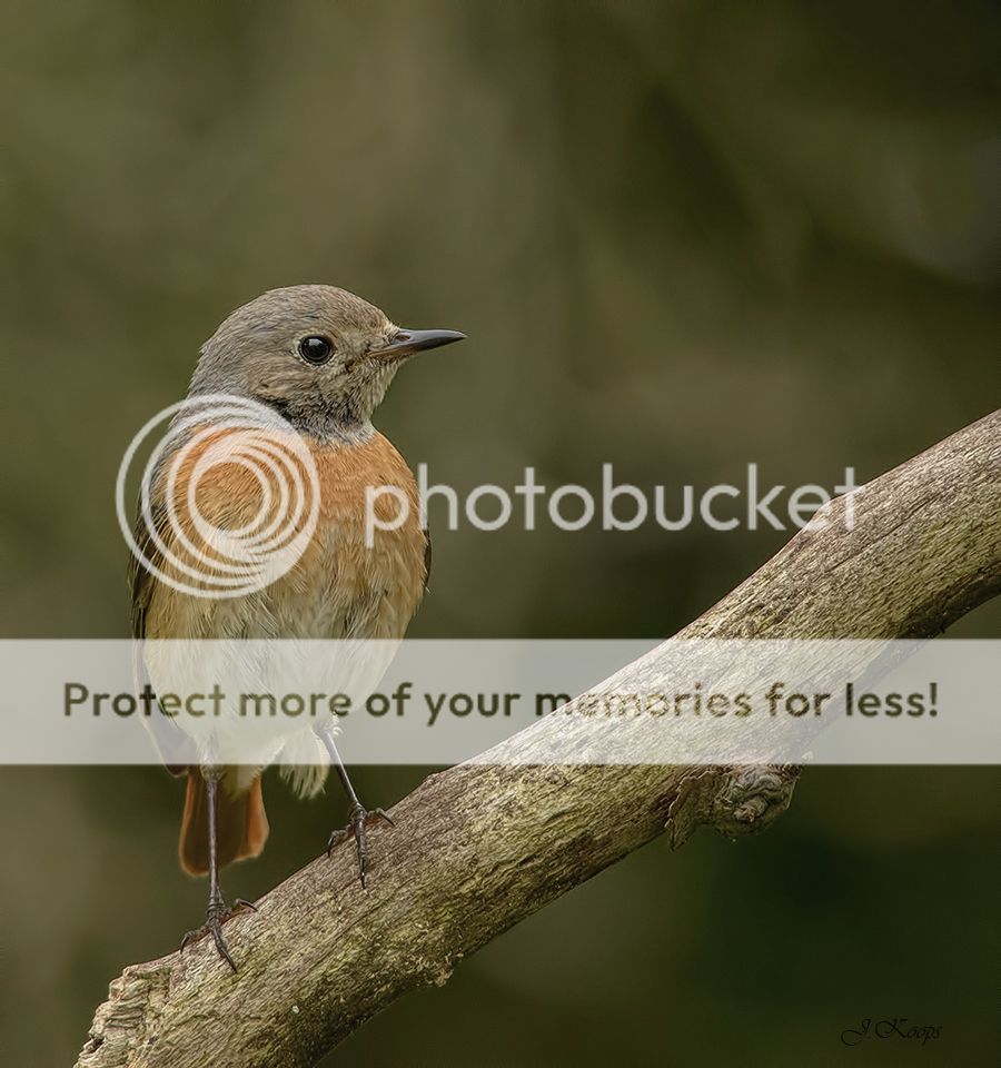 Fotografie
