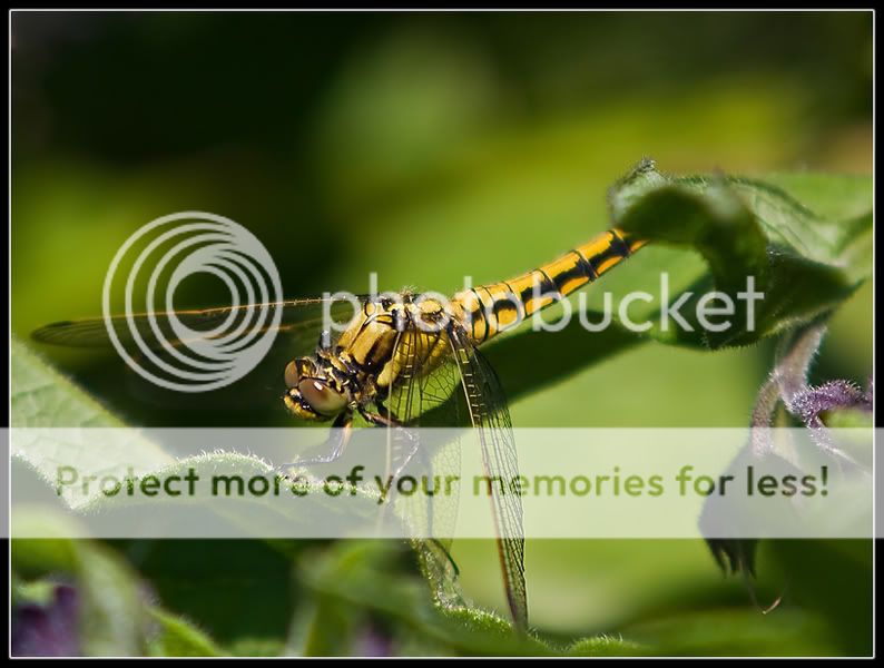 Fotografie