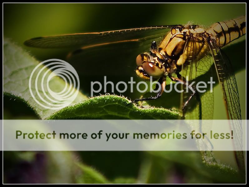 Fotografie