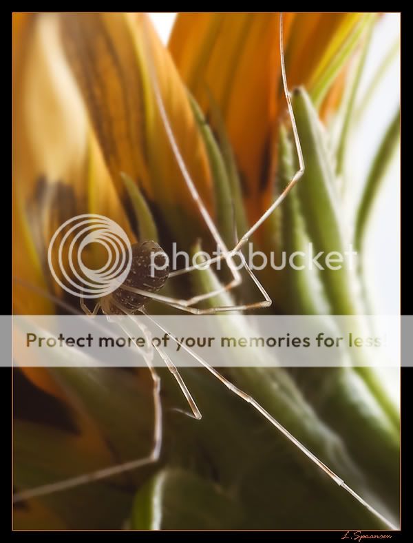 Fotografie