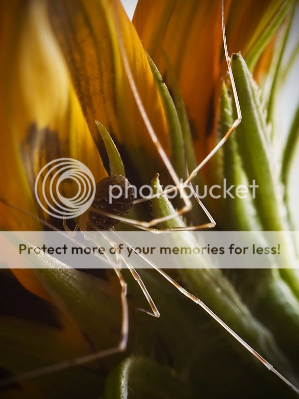 Fotografie
