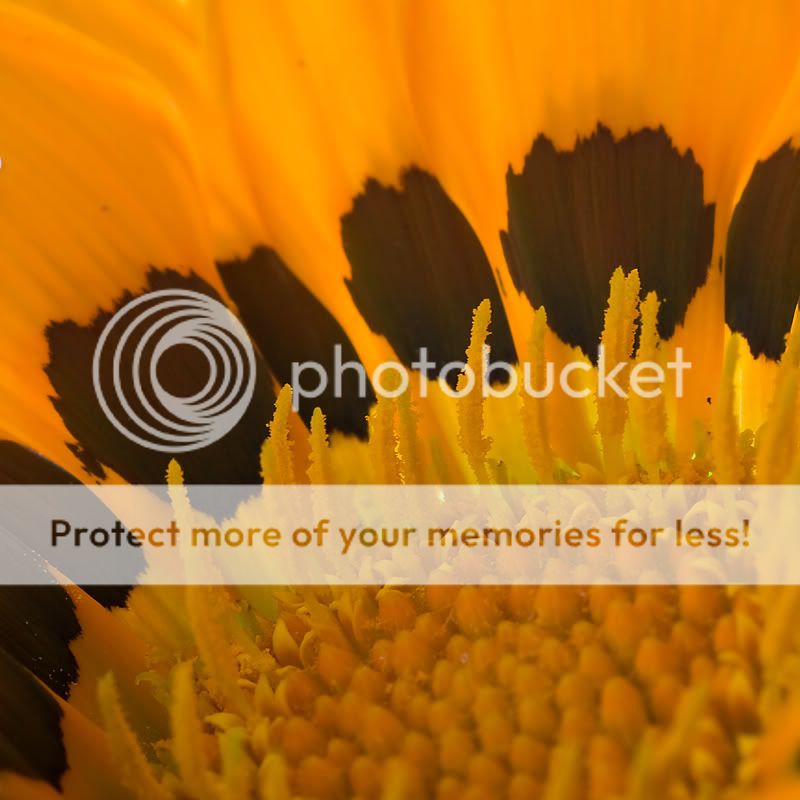 Fotografie