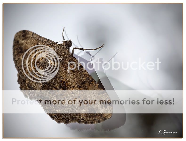 Fotografie