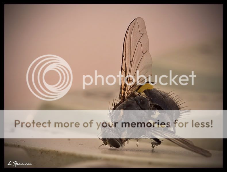 Fotografie