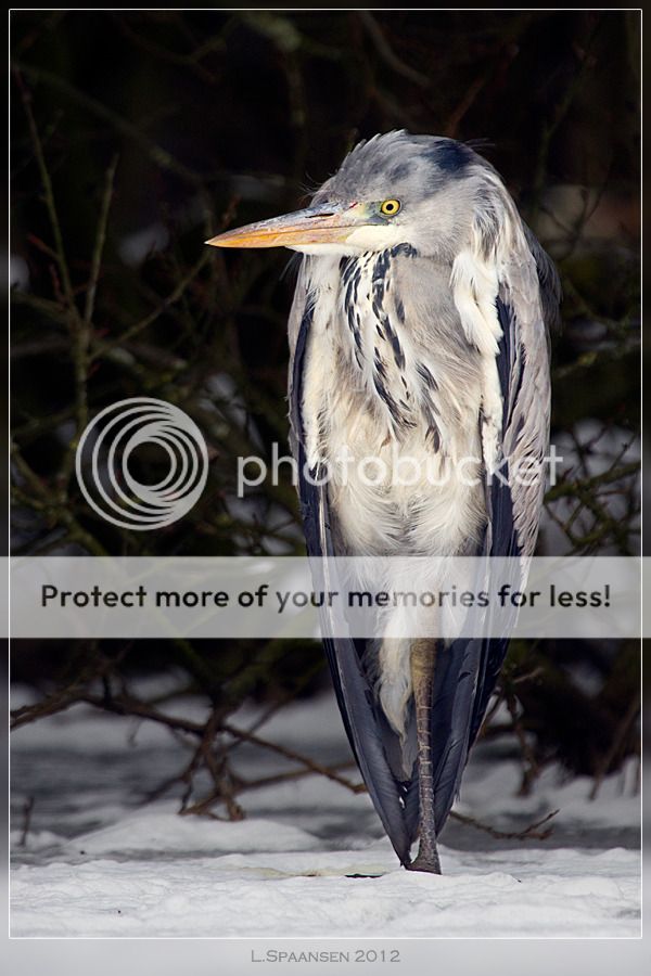 Fotografie