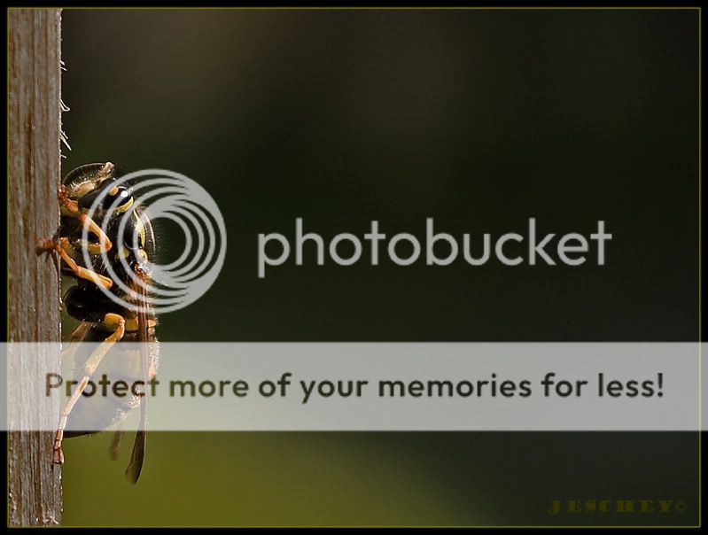 Fotografie