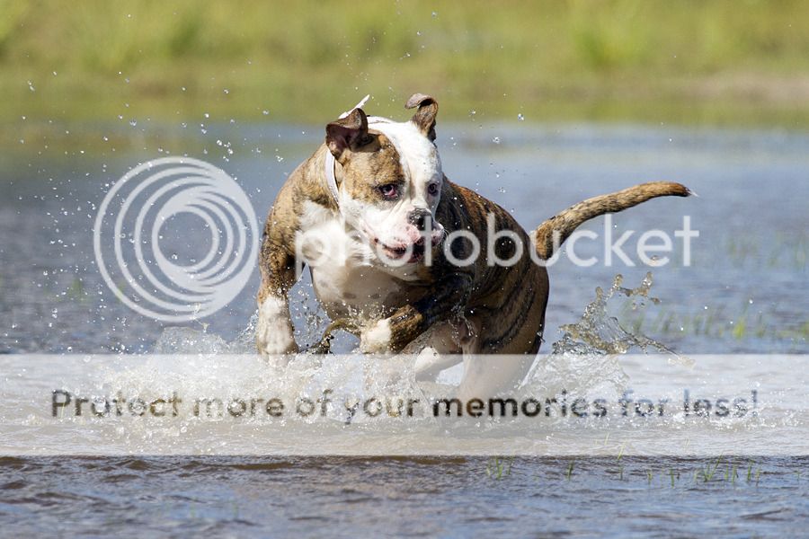 Fotografie