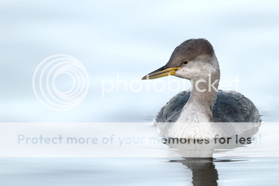 Fotografie