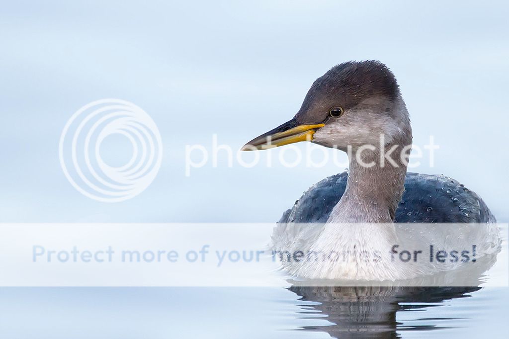 Fotografie