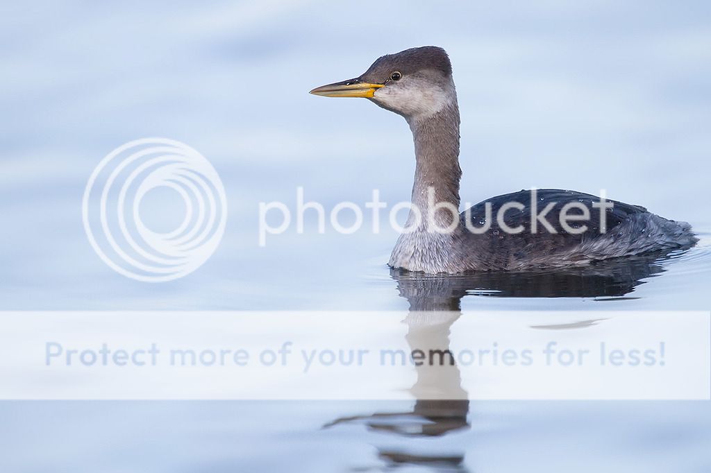 Fotografie