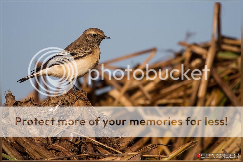 Fotografie