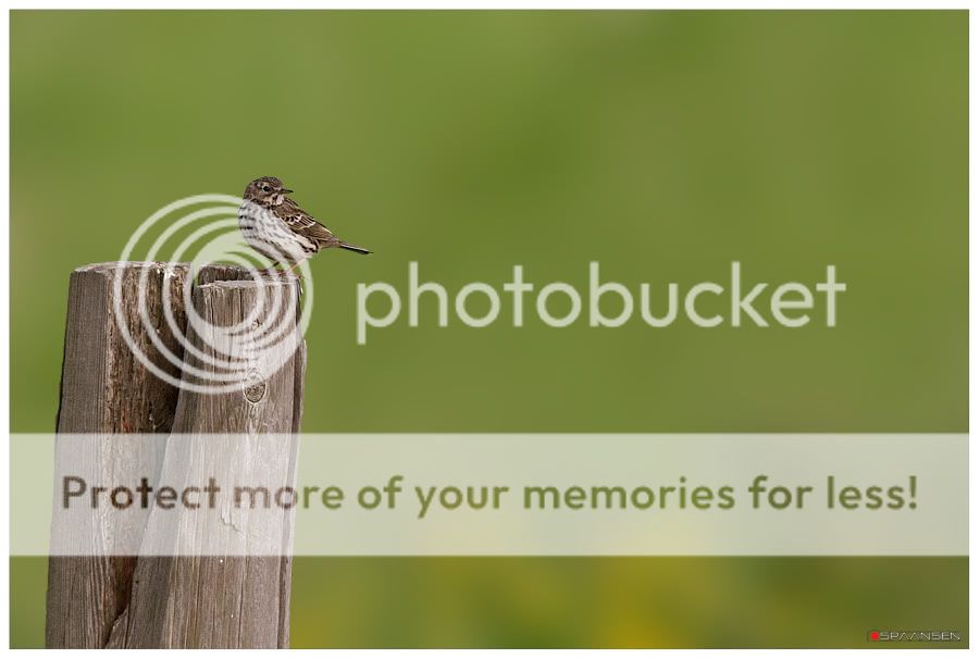 Fotografie