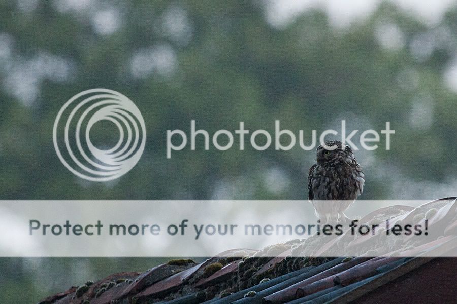 Fotografie