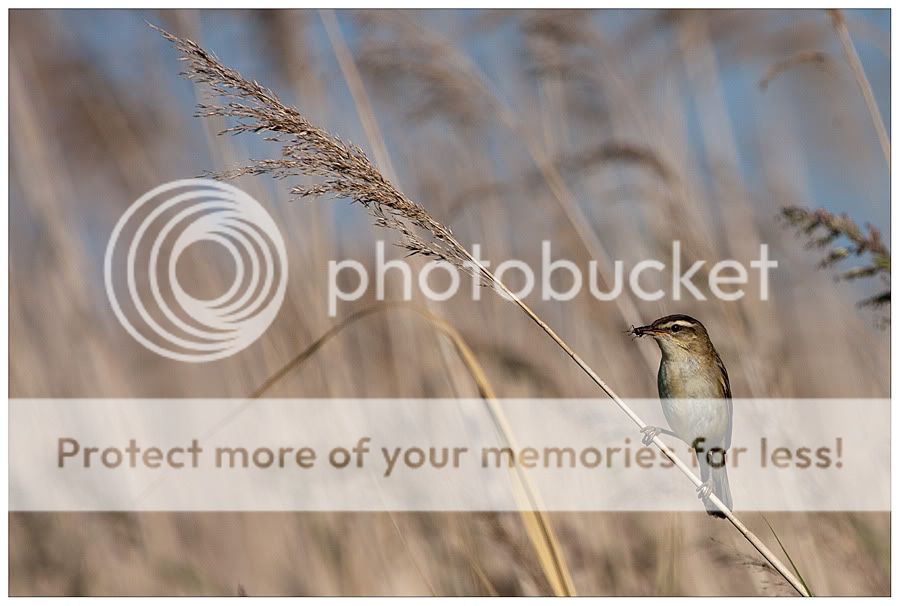 Fotografie