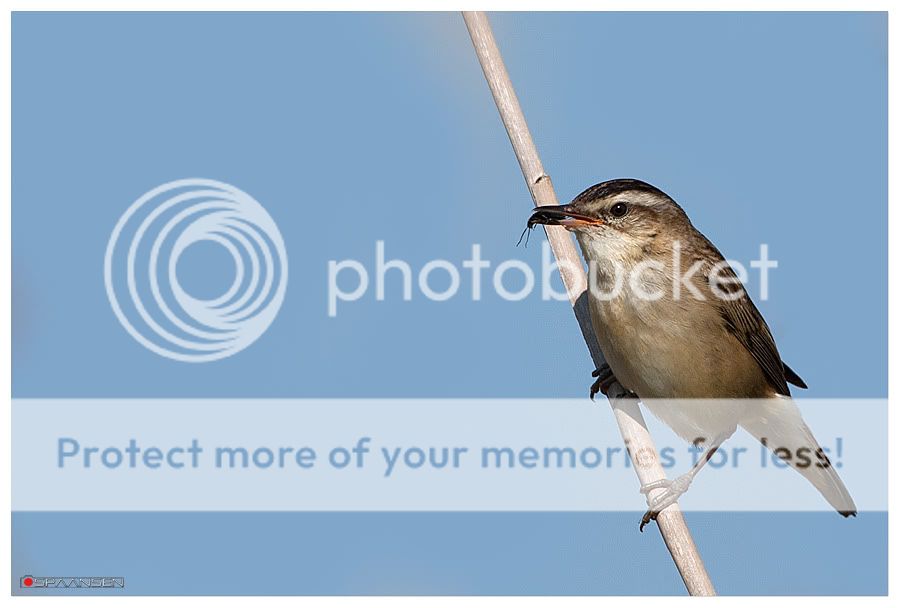 Fotografie