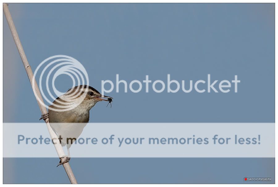 Fotografie