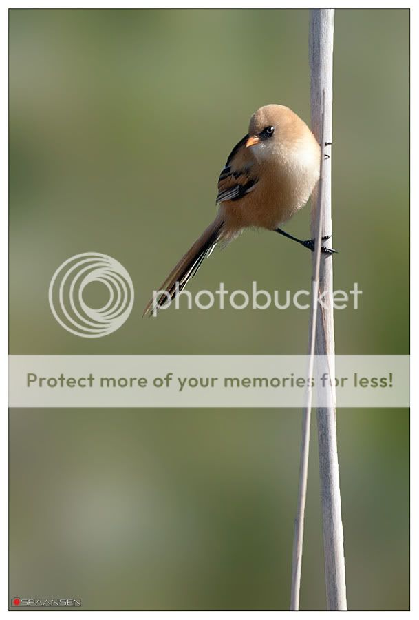 Fotografie