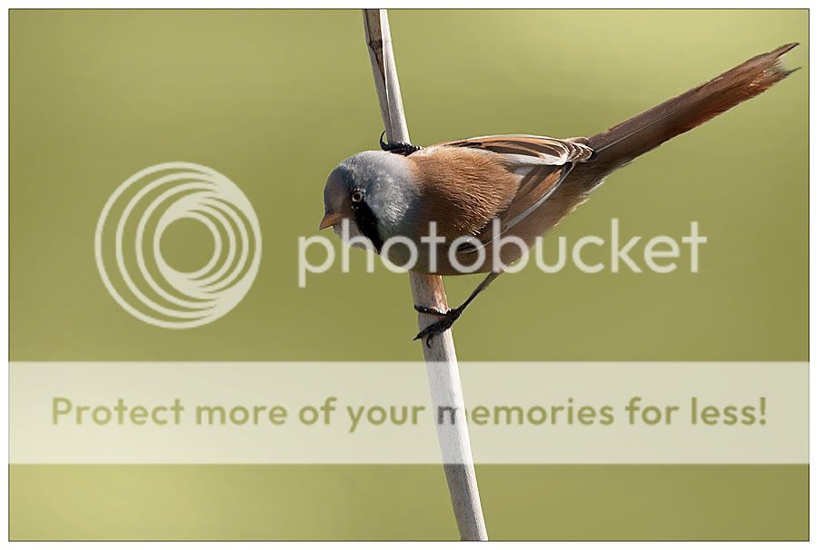 Fotografie