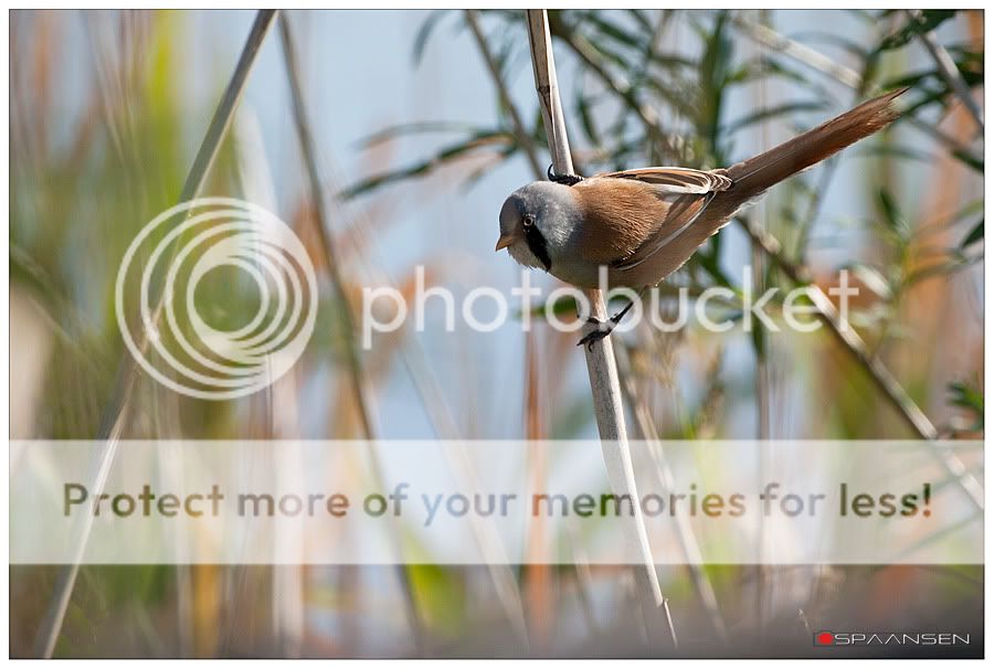 Fotografie