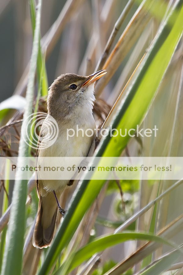 Fotografie
