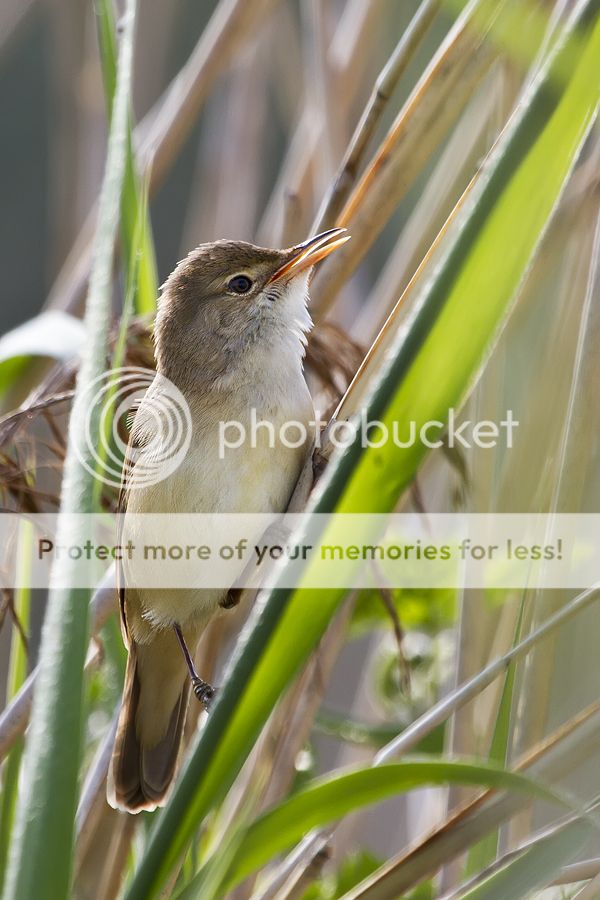 Fotografie