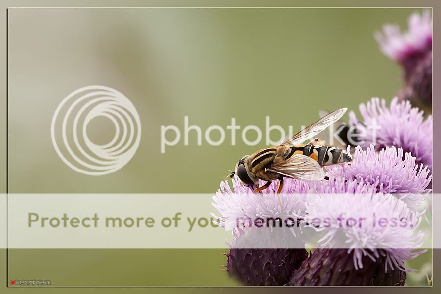 Fotografie